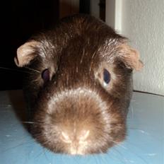 Marsvin Dolce La Cabaña