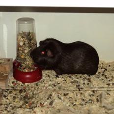 Marsvin Dolce La Cabaña