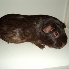 Marsvin Dolce La Cabaña