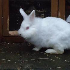 Kanin Snehvide