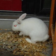 Kanin Stald Dall´s Sarabi