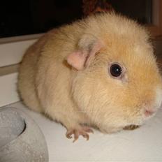 Marsvin Silvanis Juni