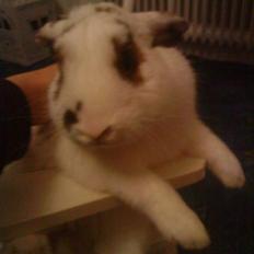 Kanin R.I.P jolly jumper