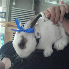 Kanin R.I.P jolly jumper