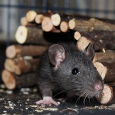 Tamrotte Artesia's Vanille