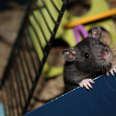 Tamrotte Artesia's Vanille