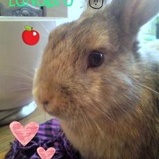 Kanin Langøre EFTERLYSES BORTLØBET!!!