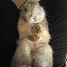 Kanin Langøre EFTERLYSES BORTLØBET!!!