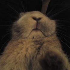 Kanin Langøre EFTERLYSES BORTLØBET!!!