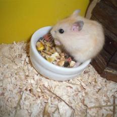 Dværghamster Chilli ( Basse )<3 !