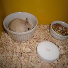 Dværghamster Chilli ( Basse )<3 !