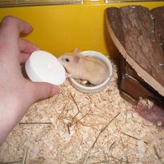 Dværghamster Chilli ( Basse )<3 !