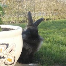 Kanin Prince Shadow | Keglen | Soulmate<3