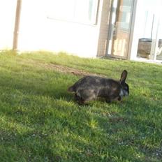 Kanin Prince Shadow | Keglen | Soulmate<3