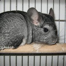 Chinchilla Jacob 