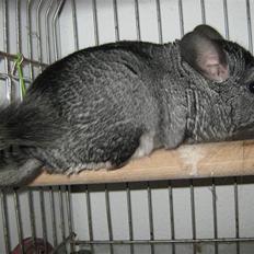 Chinchilla Jacob 