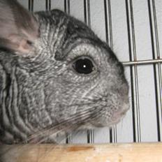 Chinchilla Jacob 