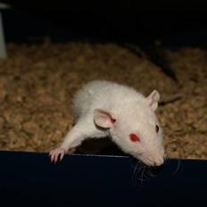 Tamrotte Prima Rats' Malibue <3