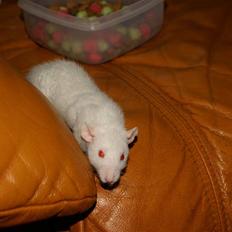 Tamrotte Prima Rats' Malibue <3