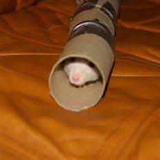 Tamrotte Prima Rats' Malibue <3