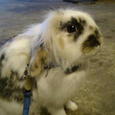 Kanin Paradisets Cille <3