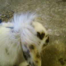 Kanin Paradisets Cille <3