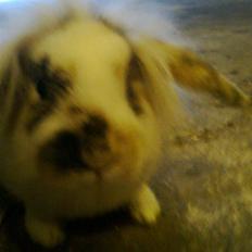 Kanin Paradisets Cille <3