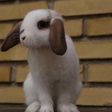Kanin Kaninbjergets Nellie 