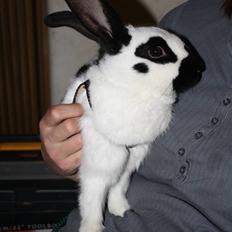 Kanin Team Winther`s Spidermann  <3 R.I.P.