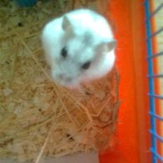Dværghamster Speedy R.I.P:(