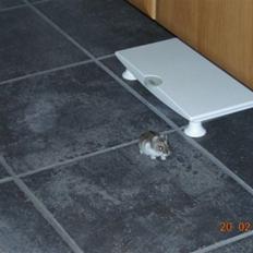 Dværghamster sille<333;)