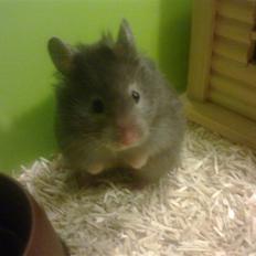Hamster Alma