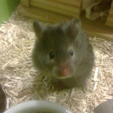 Hamster Alma