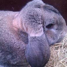 Kanin BENT MIN ØJESTEN 