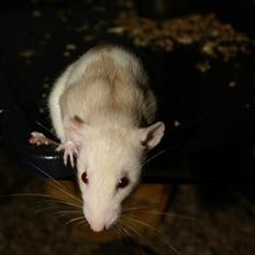 Tamrotte Prima Rats' Tullamore <3