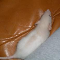 Tamrotte Prima Rats' Tullamore <3