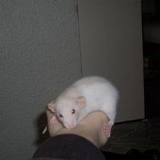 Tamrotte Prima Rats' Tullamore <3