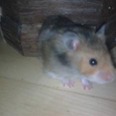 Hamster Werner