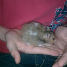 Hamster Werner