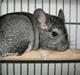 Chinchilla Jacob 