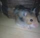 Hamster Werner