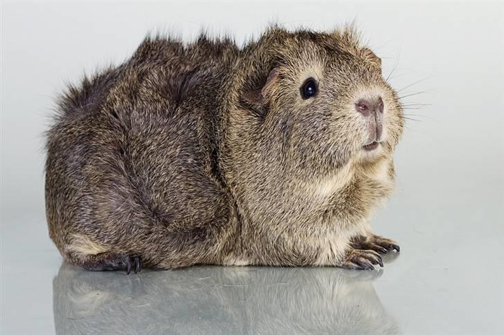 Marsvin Mulle billede 1