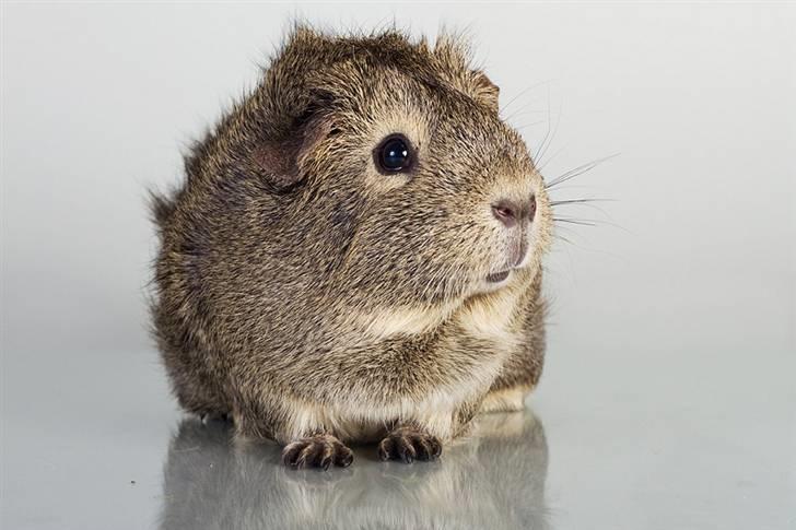 Marsvin Mulle billede 2