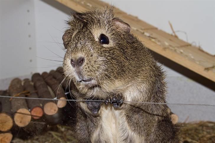 Marsvin Mulle - Som man altid ser Mulle - hængende ud over kanten og tigger efter opmærksomhed ;) billede 3