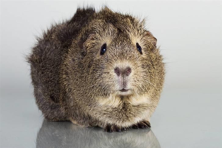 Marsvin Mulle billede 4