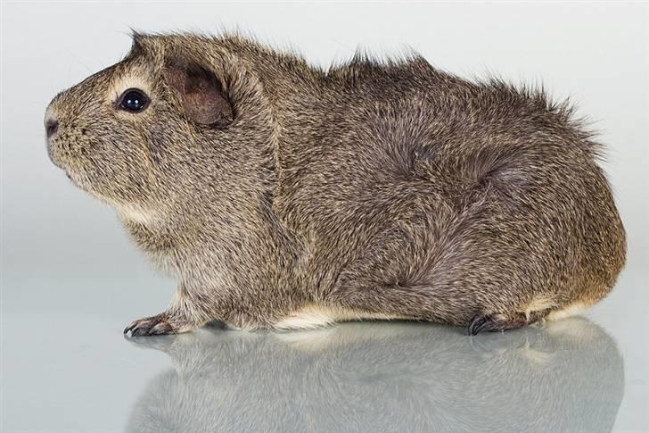 Marsvin Mulle billede 5