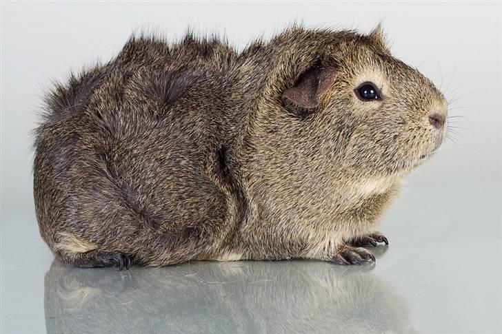 Marsvin Mulle billede 6