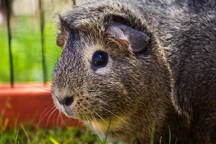 Marsvin Mulle - Mulle på græs den 1. maj 2011 billede 7