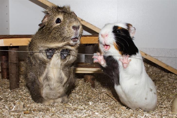 Marsvin Mulle billede 8