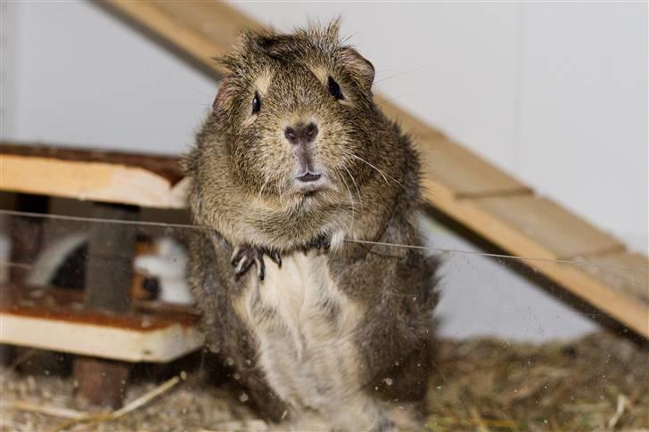 Marsvin Mulle billede 9